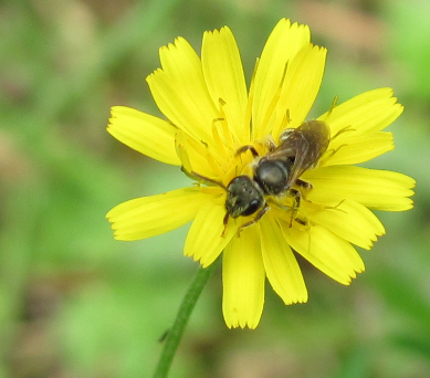 bee on crepis